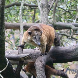 Ring-tailed coatis, March 2016