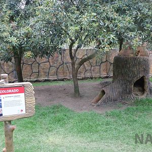 Culpeo enclosure, March 2016