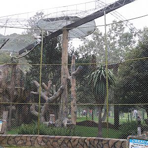 Mixed species bird of prey aviary, March 2016