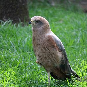 Savanna hawk, March 2016