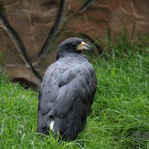 Great black hawk, March 2016