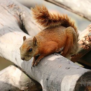 Red-tailed squirrel, March 2016