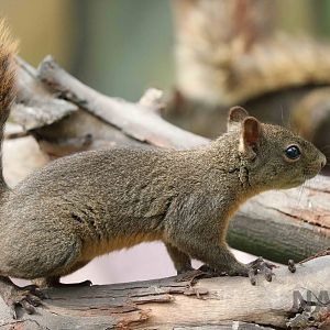 Red-tailed squirrel, March 2016