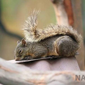 Red-tailed squirrel, March 2016