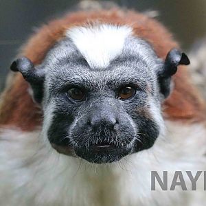 Geoffroy's tamarin, March 2016