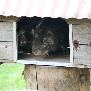 Colombian mountain paca, March 2016