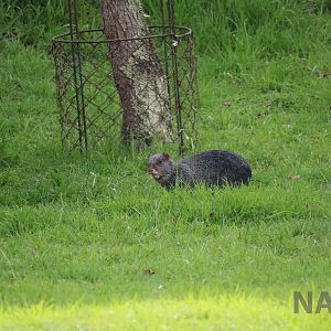 Black agouti, March 2016