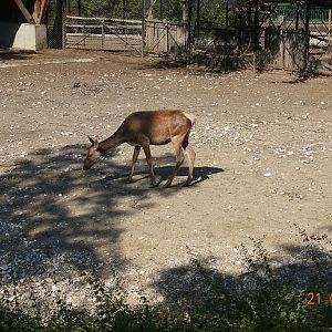 Sofia Zoo 21.8.16