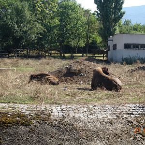 Sofia Zoo 21.8.16