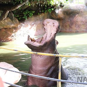 Drinking hippo, March 2016