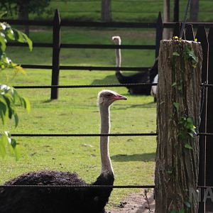 Ostriches, March 2016
