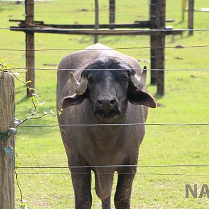 Water buffalo, March 2016