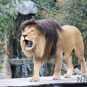 Roaring lion, March 2016