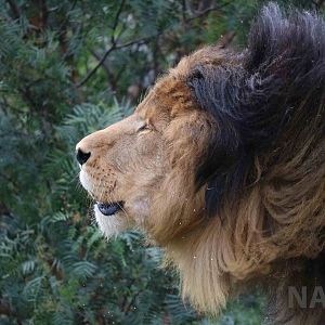 Shaking lion, March 2016