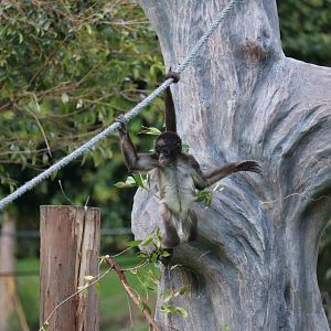 Brown spider monkey, March 2016