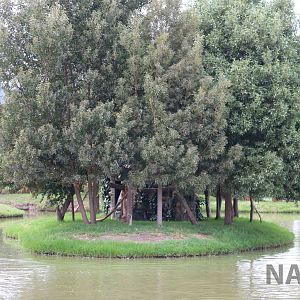 White-footed tamarin island, March 2016