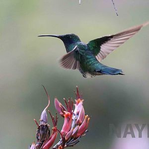 Wild sparkling violetear, March 2016