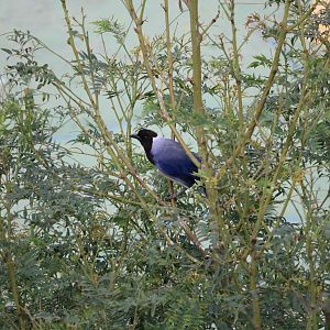 Violaceous jay, March 2016