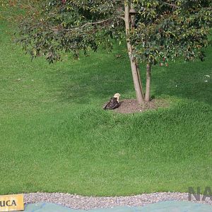 Yellow-headed caracara, March 2016