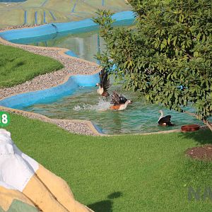 Orinoco geese, March 2016