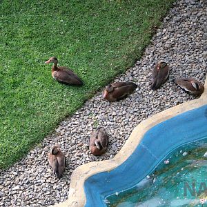 Whistling ducks, March 2016