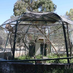 Parrot aviary, March 2016