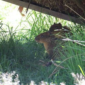 Brown agouti, March 2016