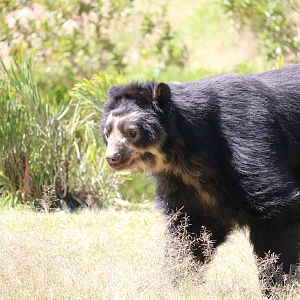 Spectacled bear, March 2016