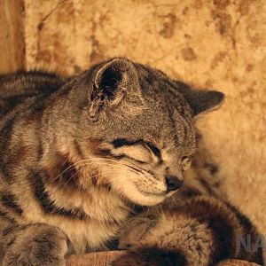 Andean cat! March 2016