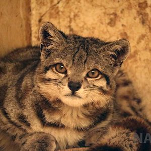 Andean cat! March 2016