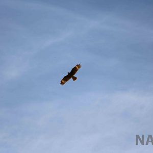 Wild mountain caracara (juvenile), March 2016