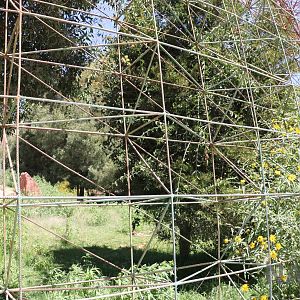 Giant condor aviary, March 2016