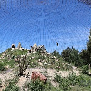 Giant condor aviary, March 2016