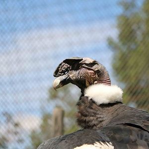 Andean condor, March 2016