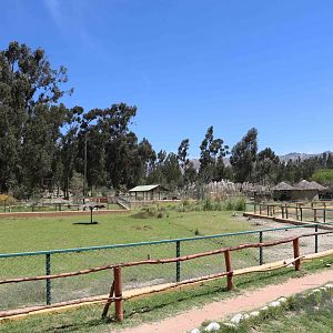 Rhea enclosures, March 2016