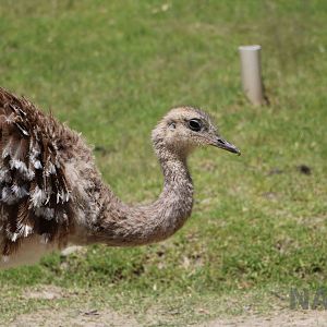 Common rhea, March 2016