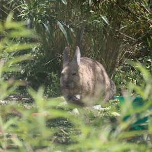 Mountain viscacha, March 2016
