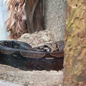 Boa constrictor, March 2016