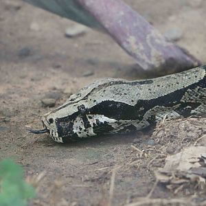 Boa constrictor, March 2016