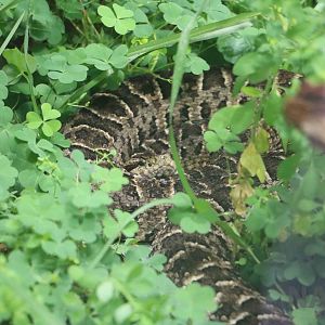 Nieuwied's lancehead, March 2016