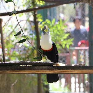 White-throated toucan, March 2016