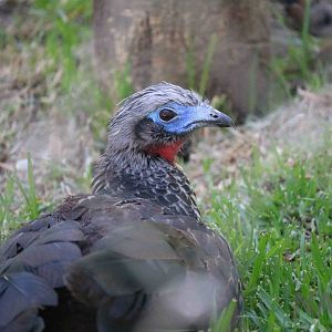 Hybrid guan, March 2016