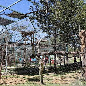 Harpy eagle aviary, March 2016