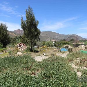 Puma enclosure, March 2016