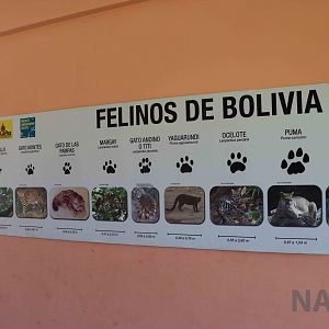 Bolivian cat prints, March 2016