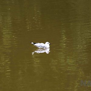 Andean gull, March 2016