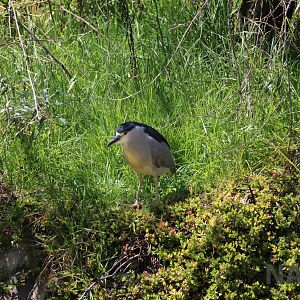 Black-crowned night heron, March 2016