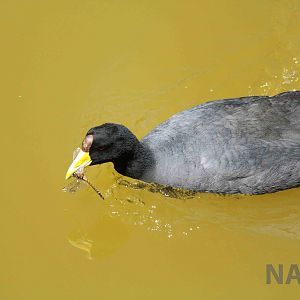 Andean coot with dragonfly, March 2016