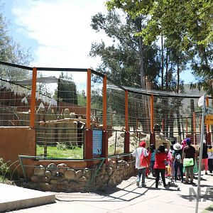 Condor aviary, March 2016