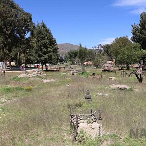 Agouti enclosure, March 2016